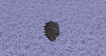 Coal