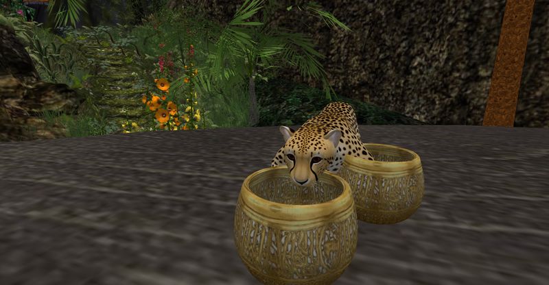 File:CheetaKidsSoup.jpg